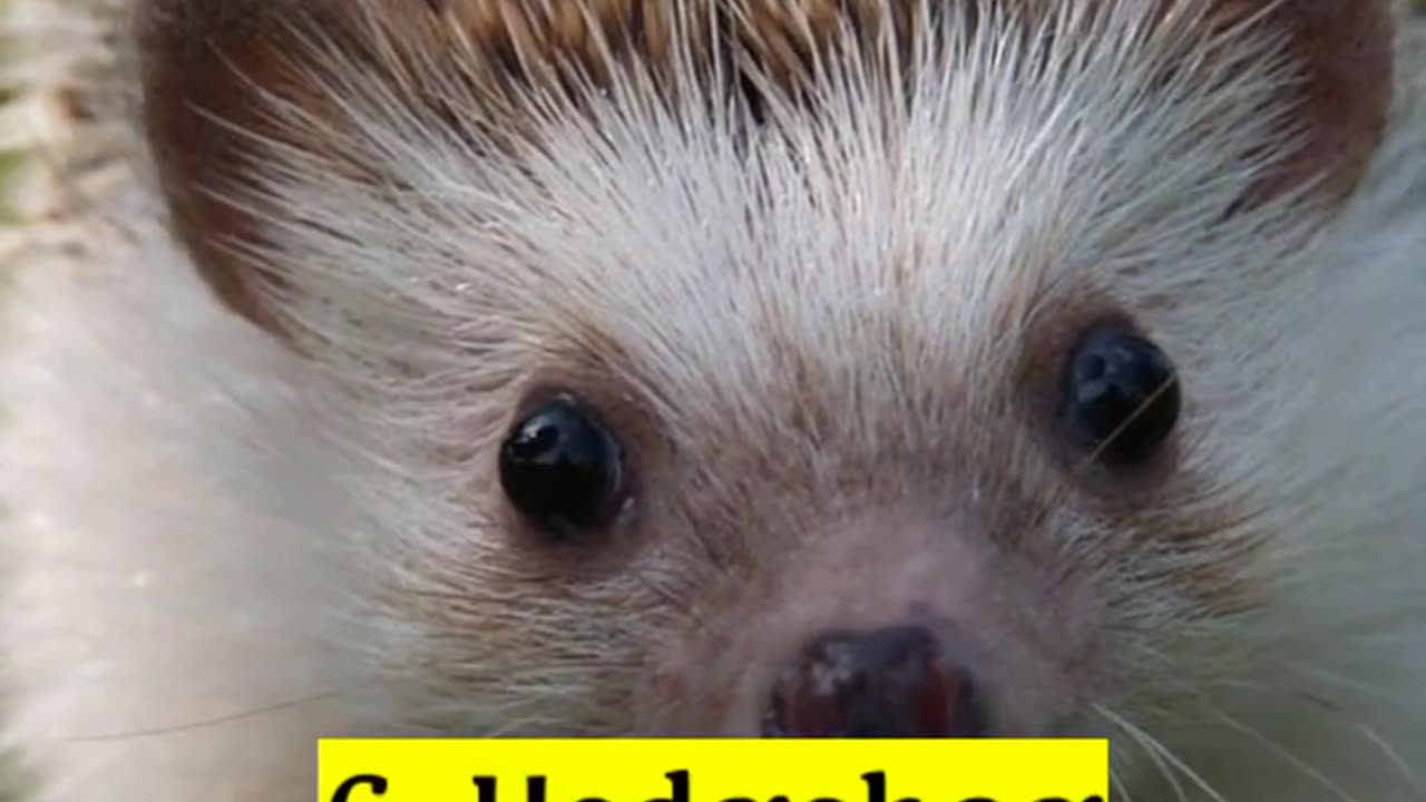 TOP 10 CUTEST ANIMALS IN THE WORLD