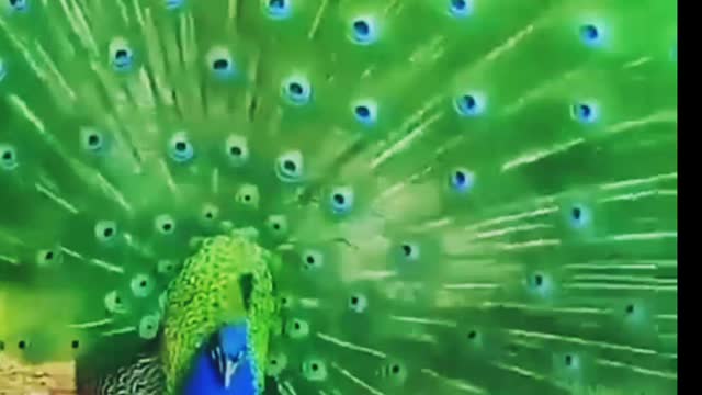 Peacock Dance