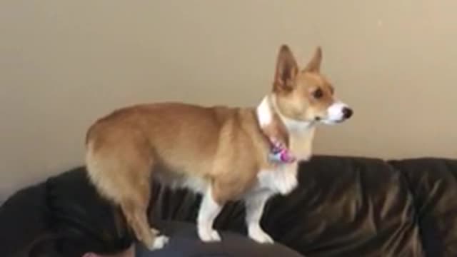 Corgi Breaks Hooman Standing World Record?!