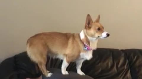 Corgi Breaks Hooman Standing World Record?!