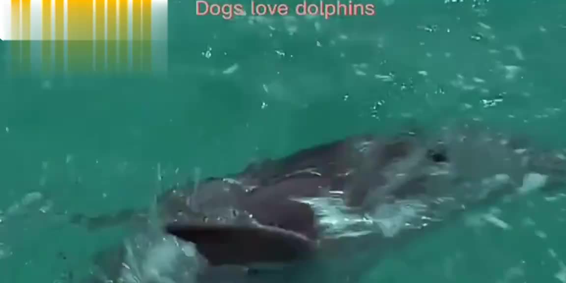 Dog save a dolphin in the sea