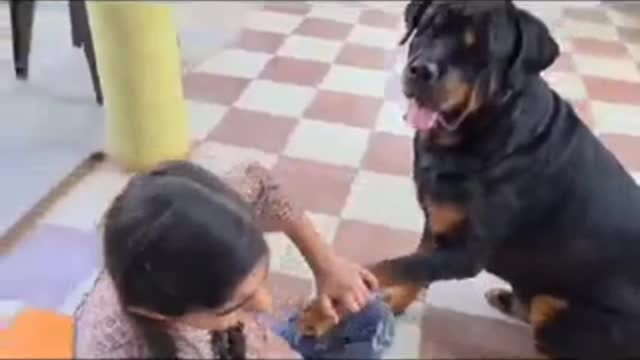 sabka payara jerry | the rott| funny dog video | dogs