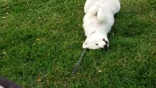 Stubborn Samoyed
