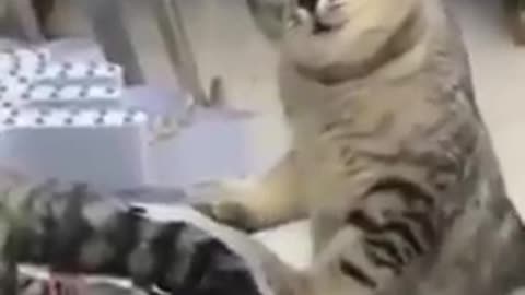 Funny video of cat