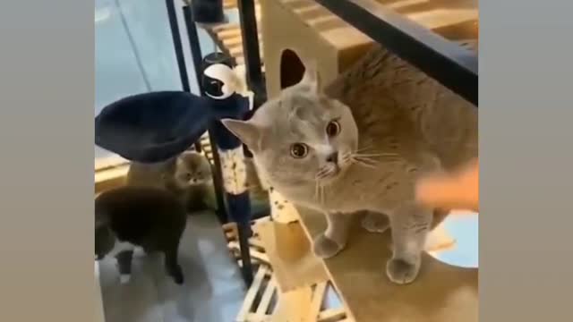 Cat reaction- turn on volume