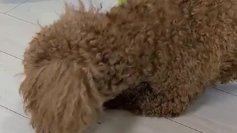 Dog kkamdol-i fighting a spider