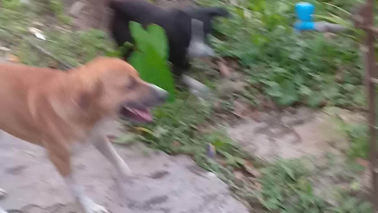 Playing Desi Indian Dog | Funny Dog