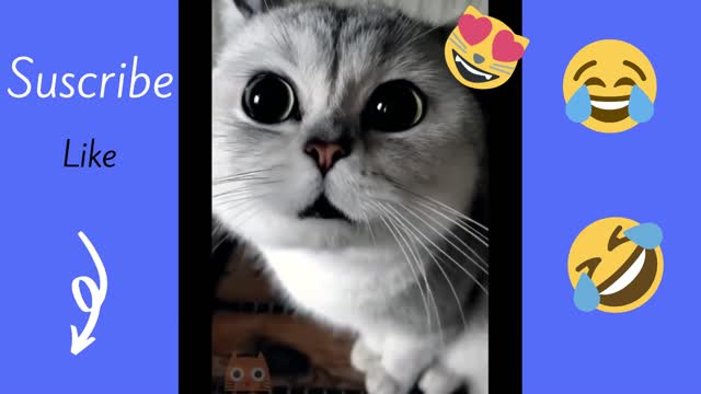 Funny Animals Videos 2021 SUBSCRIBE