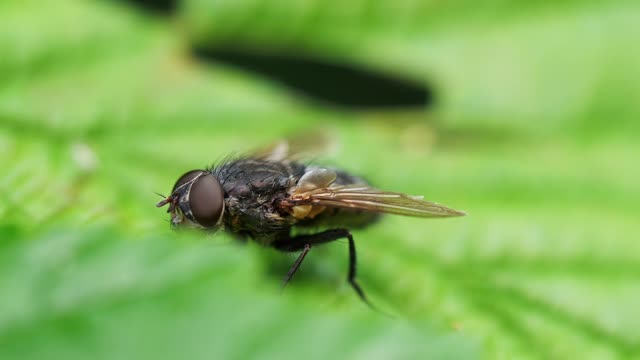 👍How to reduce the number of flies in your yard👍