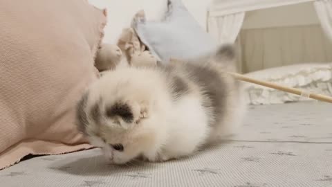 Sweet kitten goes on