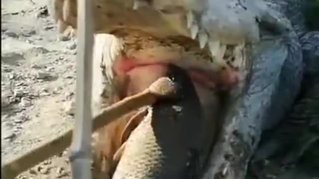 Wow amazing Croc video a must watch!!