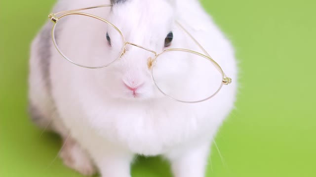 Cute bunny with eyeglasses - watch now