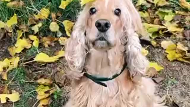 sweet cocker spaniel with a leaf in her shiny hair