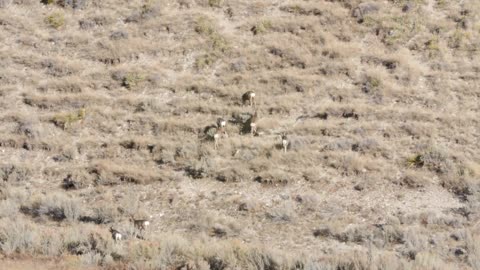 Herd of deer on mountain