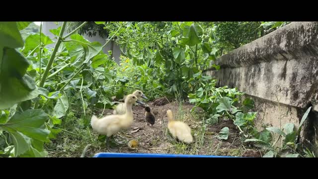 Duck