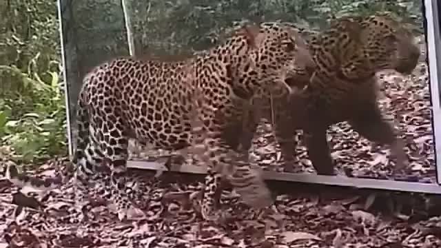 How Leopard React to mirror