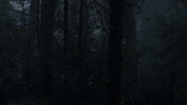 Rain in a dark forest with the sound of forest dwellers