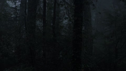 Rain in a dark forest with the sound of forest dwellers