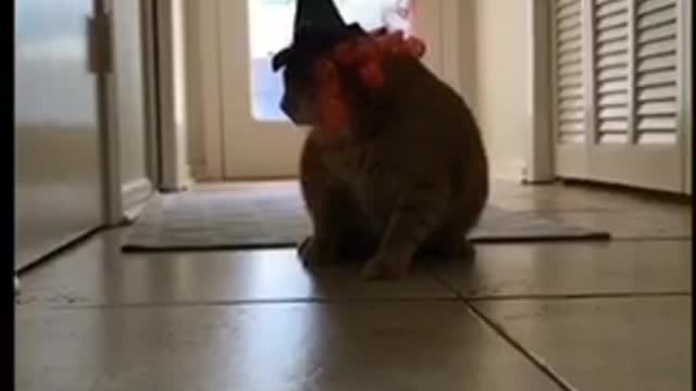 Cat wearing halloween hat and trying to take it off