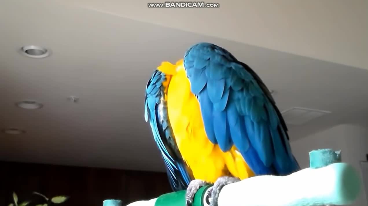 Blue and Gold Macaw Talking - Snuggles the Macaw