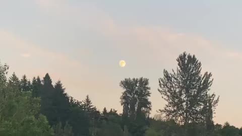 Big and bright summer moon..