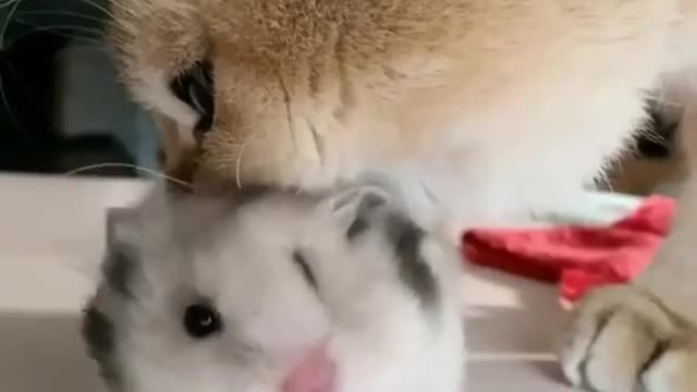 Cat VS Rat Funny Video Compilation #shorts.mp4