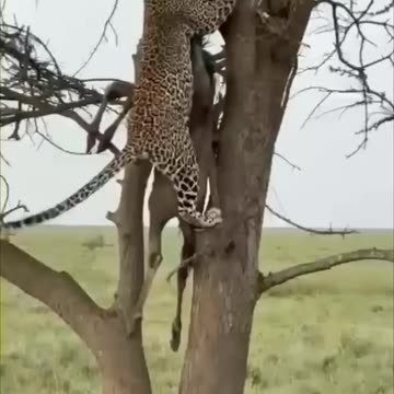 Leopard Quickly Hoists a Prey up a Tree