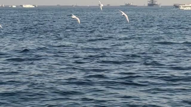 Birds between ships