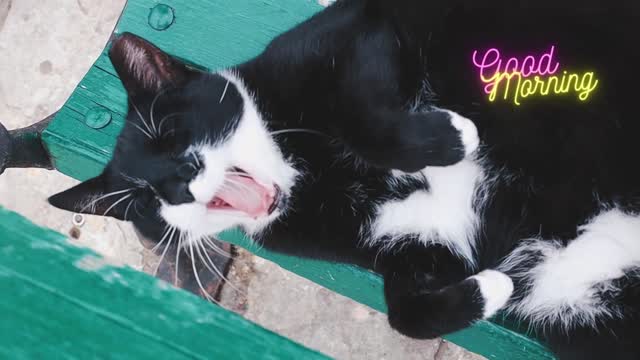 Cute cat trying to get up