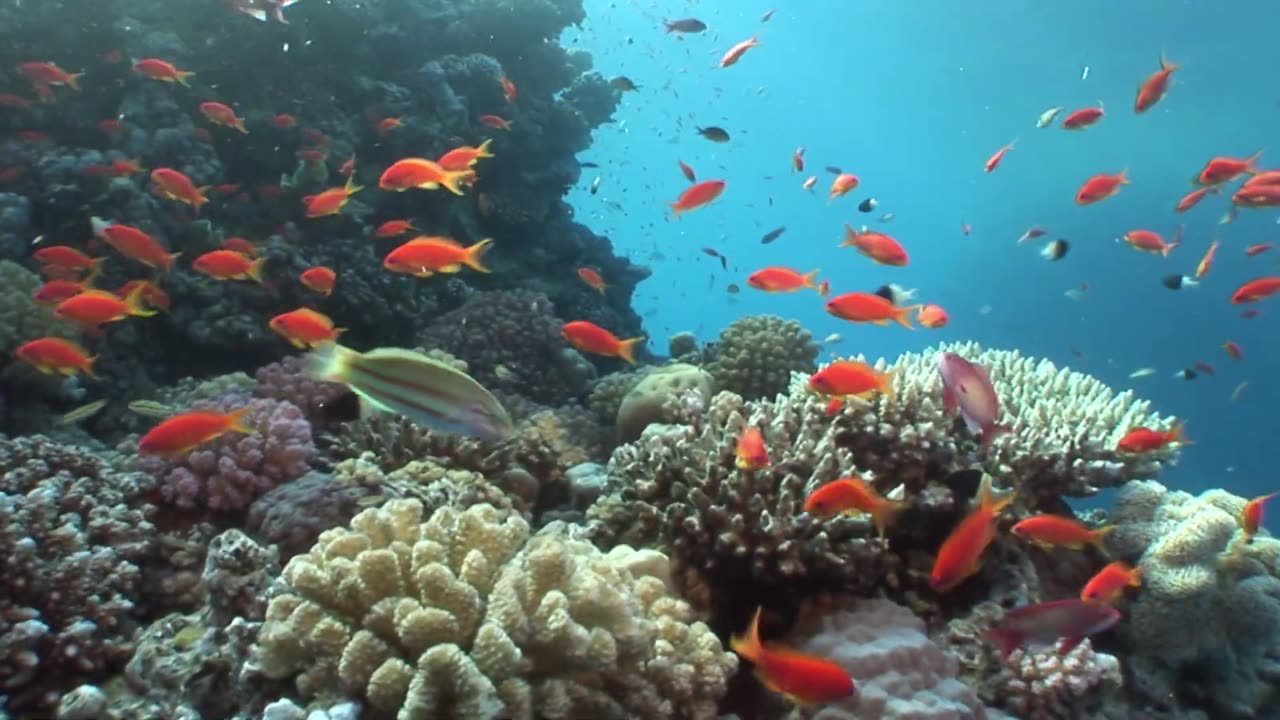 Beautiful underwater sea😍