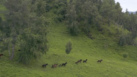 maye 🐎 horse