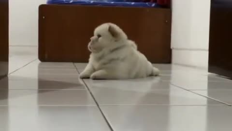 Cute Pup Trying To Run