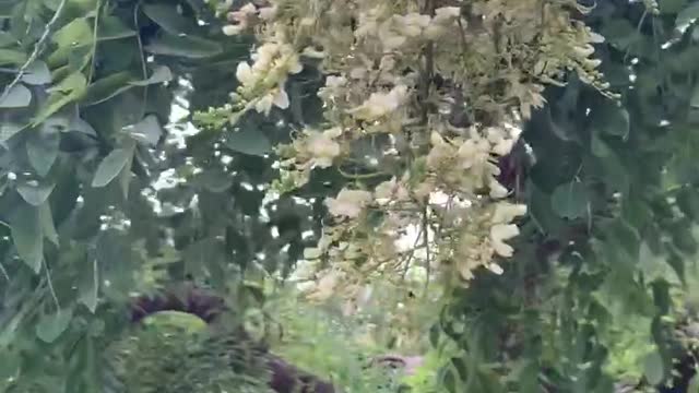 This kind of flower is very beautiful