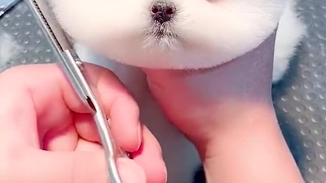 Cute Funny Dogs