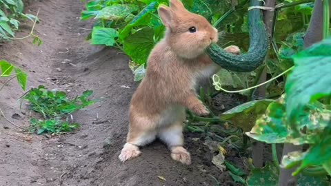 Rabbit