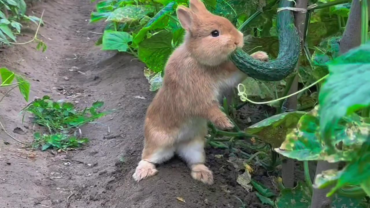 Rabbit