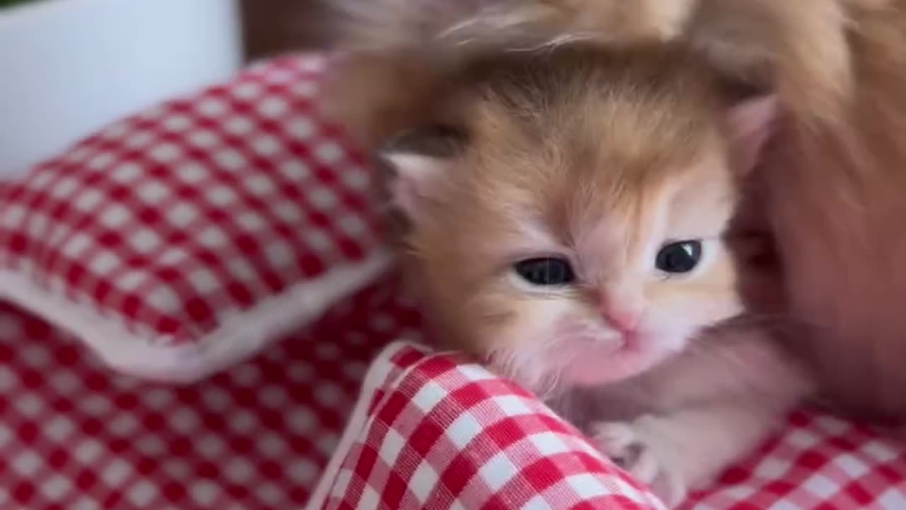 I love you Send it to someone you love 🫶 #cute #baby #love #caglarhousecattery