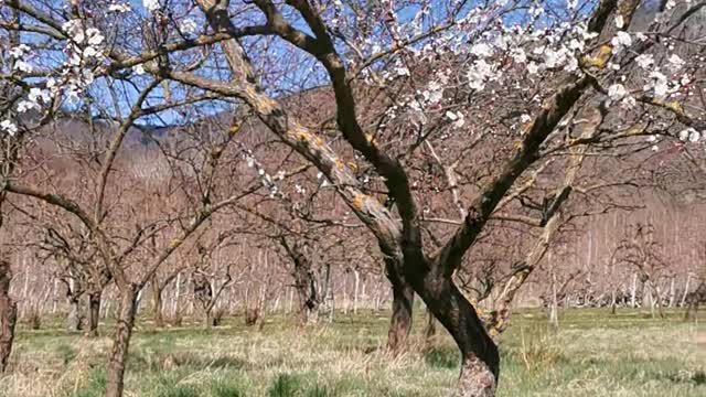 Beautiful apricot flowers