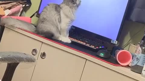 A cat that thinks there is a fish behind the computer.