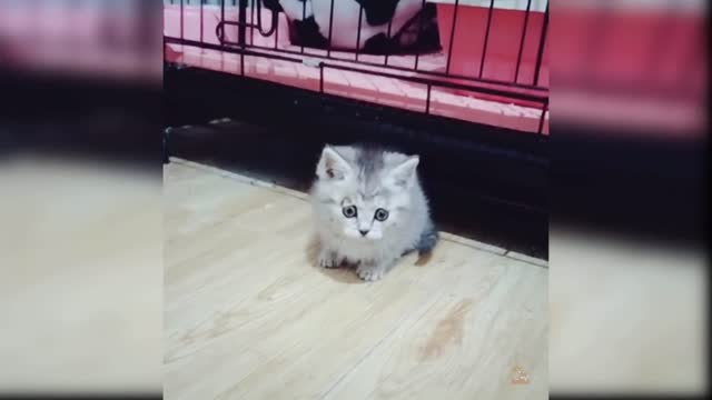 Cute cat