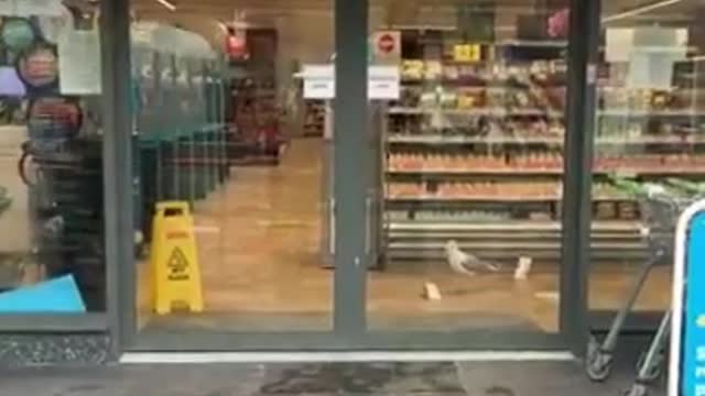 A Bird Goes Shopping