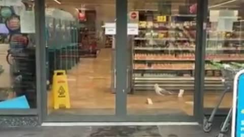 A Bird Goes Shopping