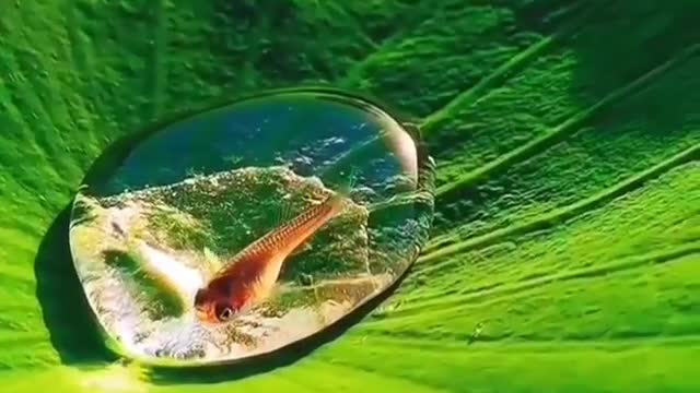 Small fish - #7cuteVideo