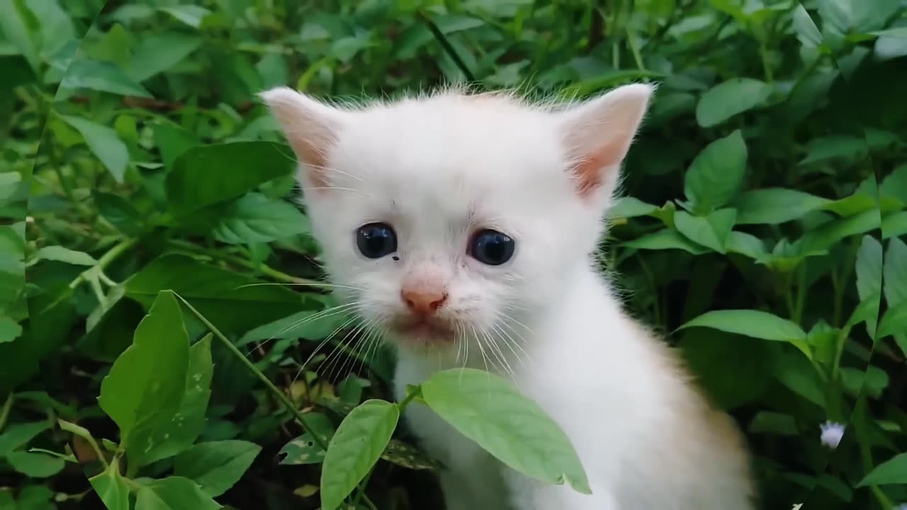 baby cats crying for his mother