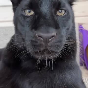 A soft fluffy kitten 😁🐾