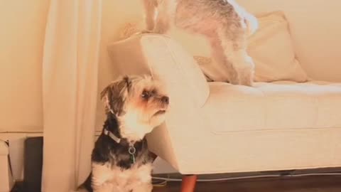 Super Funny Dog Video