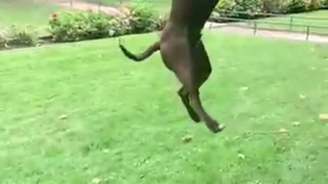 dogs that fly_ American pit bull terriers show their jumping agility