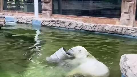 This polar bear is also having a good time playing iron