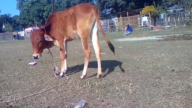 Cow With Her Calf bone