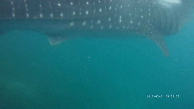 I swam with a whale shark.